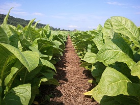 Webinar Preview Image