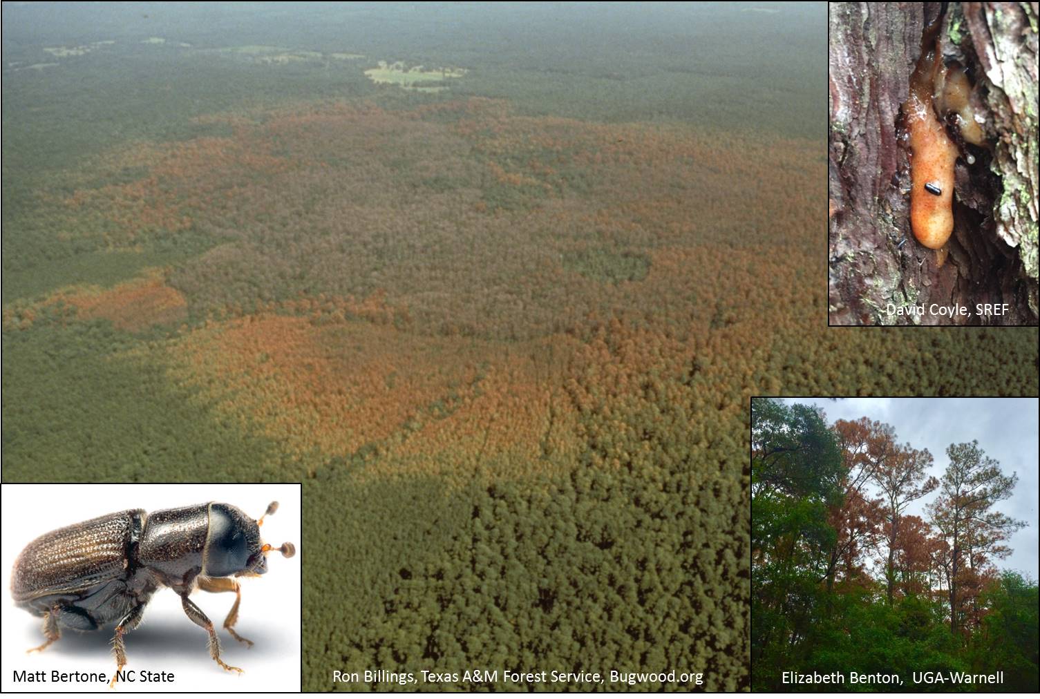 Webinar Preview Image