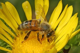 Webinar Preview Image