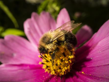 Webinar Preview Image