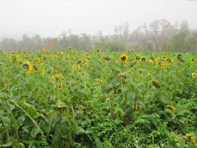 Cover Crop Diversity image