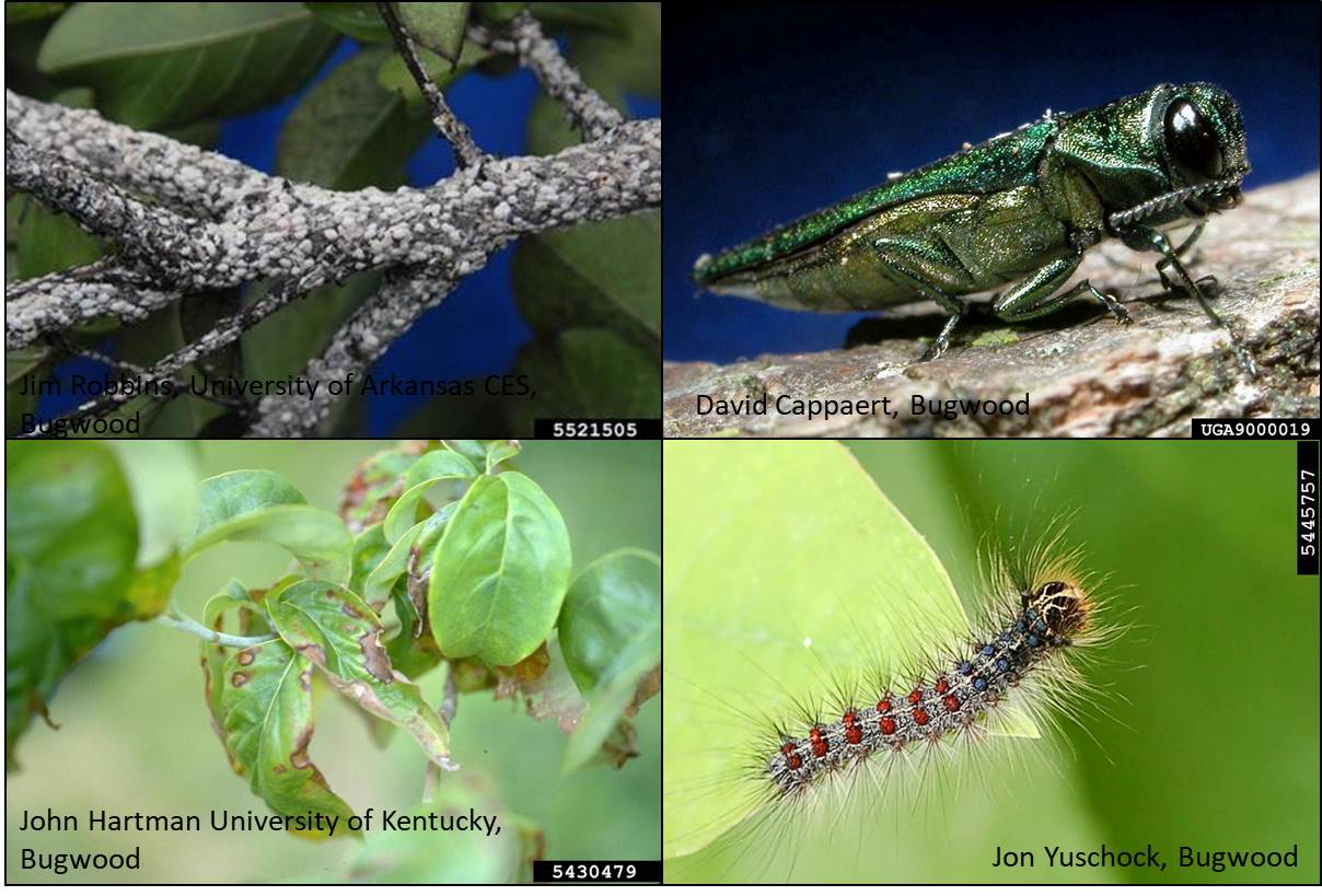 Webinar Preview Image