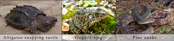 Turtle Snake Frog Image