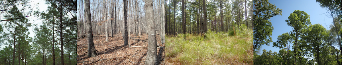 pine and hardwood collage