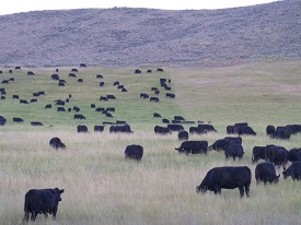 Webinar Preview Image